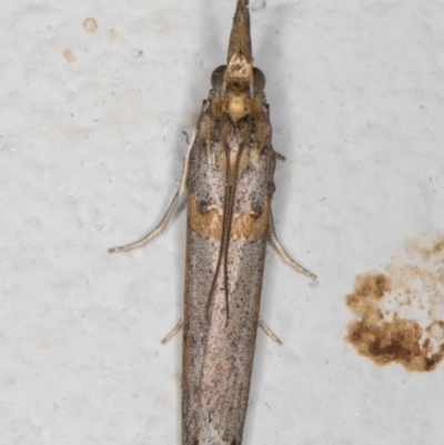 Etiella behrii (Lucerne Seed Web Moth) at Melba, ACT - 8 Nov 2021 by kasiaaus