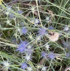 Eryngium ovinum (Blue Devil) at Macgregor, ACT - 11 Jan 2022 by APB