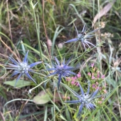 Eryngium ovinum at Macgregor, ACT - 11 Jan 2022 07:49 PM