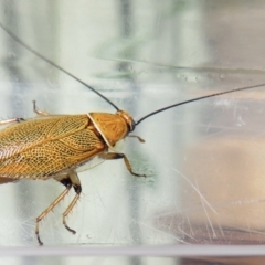 Ellipsidion humerale (Common Ellipsidion) at Narrabundah, ACT - 21 Jan 2022 by RobParnell