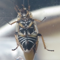 Ellipsidion humerale at Narrabundah, ACT - 21 Jan 2022