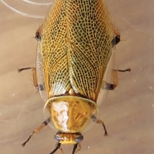 Ellipsidion humerale at Narrabundah, ACT - 21 Jan 2022