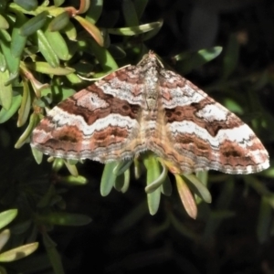 Epyaxa subidaria at Cotter River, ACT - 27 Jan 2022