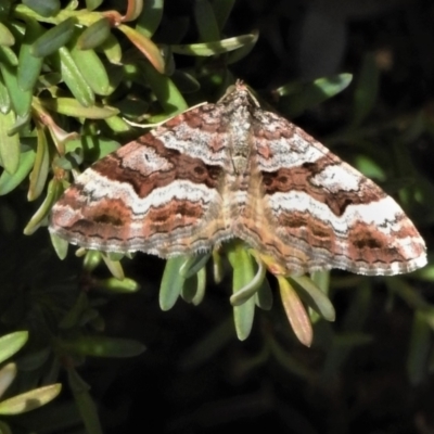 Epyaxa subidaria (Subidaria Moth) at Namadgi National Park - 26 Jan 2022 by JohnBundock