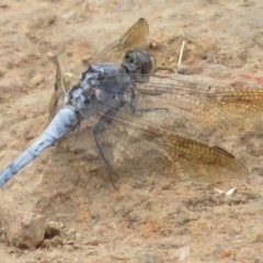 Orthetrum caledonicum (Blue Skimmer) at Red Hill to Yarralumla Creek - 25 Jan 2022 by RobParnell