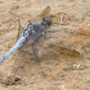 Orthetrum caledonicum at Hughes, ACT - 26 Jan 2022