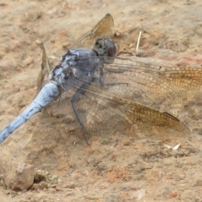 Orthetrum caledonicum (Blue Skimmer) at Red Hill to Yarralumla Creek - 25 Jan 2022 by RobParnell
