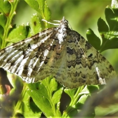 Chrysolarentia argocyma (White-waved Carpet) at Cotter River, ACT - 27 Jan 2022 by JohnBundock