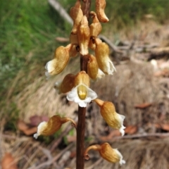Gastrodia sp. (Potato Orchid) at Cotter River, ACT - 26 Jan 2022 by JohnBundock