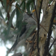 Manorina melanocephala (Noisy Miner) at Aranda, ACT - 28 Jan 2022 by KMcCue