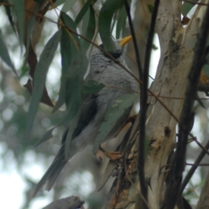 Manorina melanocephala at Aranda, ACT - 28 Jan 2022