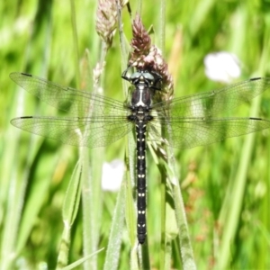 Eusynthemis guttata at Cotter River, ACT - 27 Jan 2022