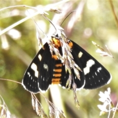 Phalaenoides tristifica (Willow-herb Day-moth) at Namadgi National Park - 26 Jan 2022 by JohnBundock