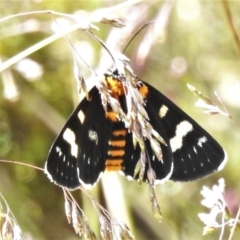 Phalaenoides tristifica (Willow-herb Day-moth) at Cotter River, ACT - 26 Jan 2022 by JohnBundock