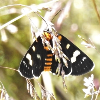 Phalaenoides tristifica (Willow-herb Day-moth) at Namadgi National Park - 26 Jan 2022 by JohnBundock