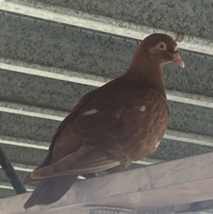 Columba livia at Mutchilba, QLD - 28 Jan 2022