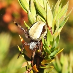 Unidentified Spider (Araneae) at Namadgi National Park - 27 Jan 2022 by JohnBundock
