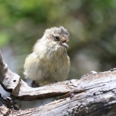 Acanthiza reguloides (Buff-rumped Thornbill) at Mulloon, NSW - 25 Jan 2022 by jb2602