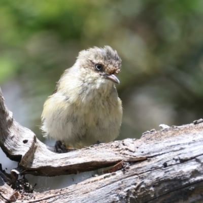 Acanthiza reguloides (Buff-rumped Thornbill) at Mulloon, NSW - 25 Jan 2022 by jb2602