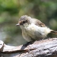 Acanthiza reguloides at Mulloon, NSW - 25 Jan 2022