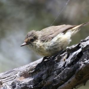 Acanthiza reguloides at Mulloon, NSW - 25 Jan 2022