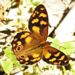 Heteronympha solandri at Cotter River, ACT - 27 Jan 2022 10:55 AM