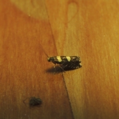 Glyphipterix chrysoplanetis (A Sedge Moth) at Conder, ACT - 25 Nov 2021 by MichaelBedingfield