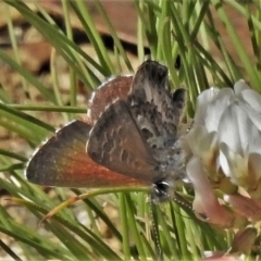 Neolucia hobartensis (Montane Heath-blue) at Cotter River, ACT - 26 Jan 2022 by JohnBundock