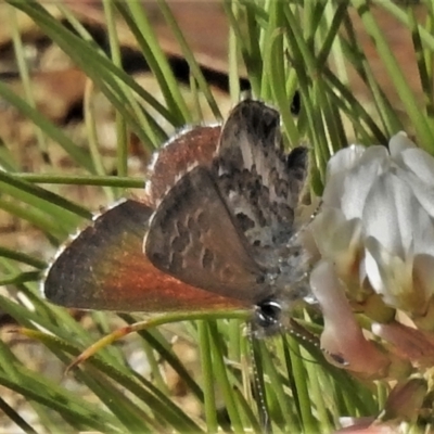 Neolucia hobartensis (Montane Heath-blue) at Cotter River, ACT - 27 Jan 2022 by JohnBundock