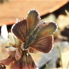 Neolucia hobartensis at Cotter River, ACT - 27 Jan 2022 10:59 AM