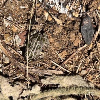 Limnodynastes tasmaniensis (Spotted Grass Frog) at Jerrabomberra, ACT - 27 Jan 2022 by FeralGhostbat