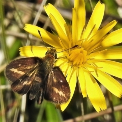 Taractrocera papyria (White-banded Grass-dart) at Namadgi National Park - 27 Jan 2022 by JohnBundock