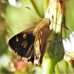 Timoconia flammeata (Bright Shield-skipper) at Namadgi National Park - 27 Jan 2022 by JohnBundock