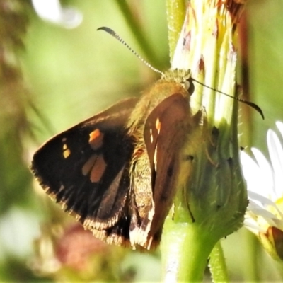 Timoconia flammeata (Bright Shield-skipper) at Namadgi National Park - 27 Jan 2022 by JohnBundock