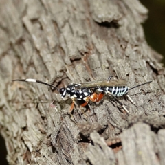 Xanthocryptus novozealandicus (Lemon tree borer parasite wasp) at Hughes, ACT - 28 Jan 2022 by Ct1000