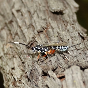 Xanthocryptus novozealandicus at Hughes, ACT - 28 Jan 2022 12:38 PM