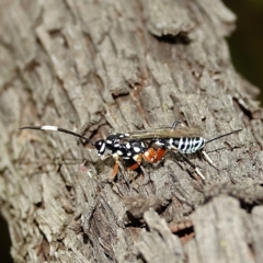 Stenarella victoriae (An ichneumon parasitic wasp) at Hughes, ACT - 28 Jan 2022 by Ct1000