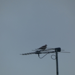 Spilopelia chinensis (Spotted Dove) at Punchbowl, NSW - 19 Jan 2022 by Amata