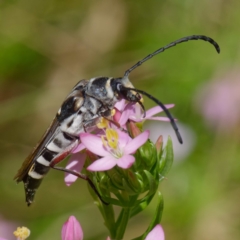 Hesthesis cingulatus (Wasp-mimic longicorn) at Mount Clear, ACT - 27 Jan 2022 by DPRees125