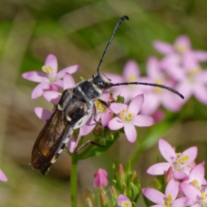 Hesthesis cingulatus at Mount Clear, ACT - 27 Jan 2022