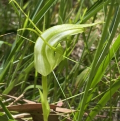 Pterostylis falcata (Sickle Greenhood) at Paddys River, ACT - 19 Dec 2021 by AJB