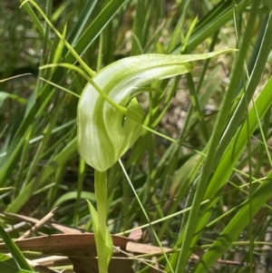 Pterostylis falcata at Paddys River, ACT - 19 Dec 2021