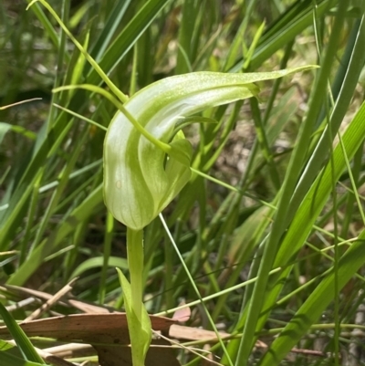 Pterostylis falcata (Sickle Greenhood) at Namadgi National Park - 19 Dec 2021 by AJB