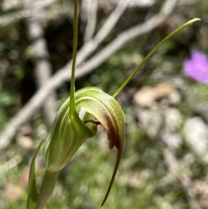 Diplodium decurvum at Paddys River, ACT - suppressed