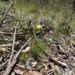 Diplodium decurvum at Paddys River, ACT - suppressed