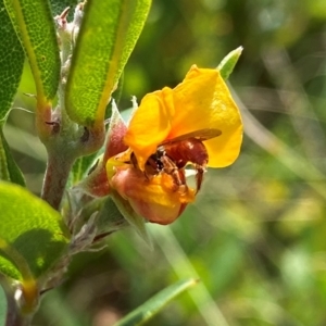 Exoneura sp. (genus) at Mount Clear, ACT - 9 Jan 2022