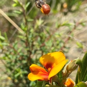 Exoneura sp. (genus) at Mount Clear, ACT - 9 Jan 2022