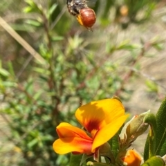 Exoneura sp. (genus) at Mount Clear, ACT - 9 Jan 2022