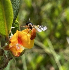 Exoneura sp. (genus) at Mount Clear, ACT - 9 Jan 2022