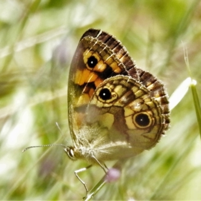 Heteronympha cordace (Bright-eyed Brown) at Namadgi National Park - 27 Jan 2022 by JohnBundock